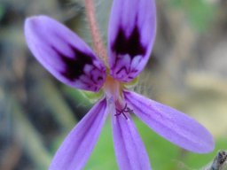 Pelargonium columbinum old flower showing style branches
